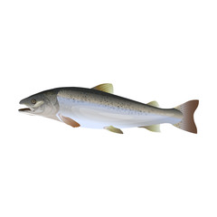 Atlantic salmon vector