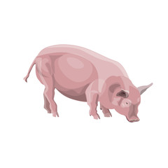 Domestic pig vector