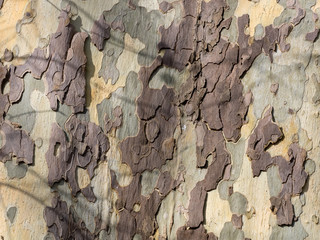 Detail von Baumrinde einer Platane