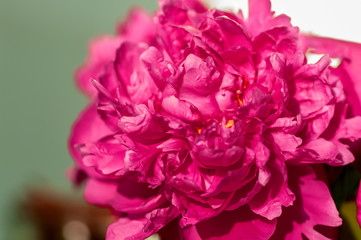 purple peony flower close-up
