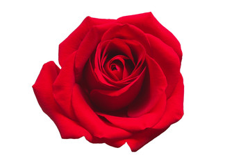 Fototapeta premium Red rose isolated on white background. Valentines Day concept