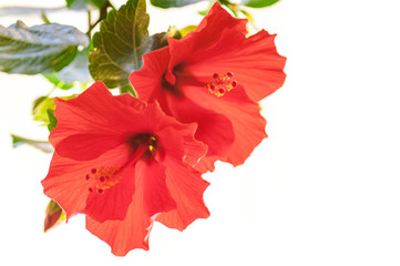 hibiscus flower red closeup