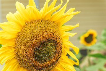 Sunflower in garden.