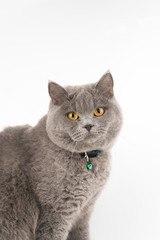 young british shorthair cat
