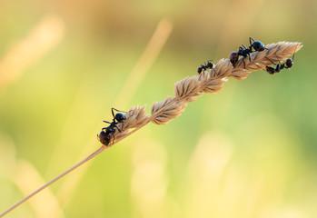 Ants harvesting food on a spike