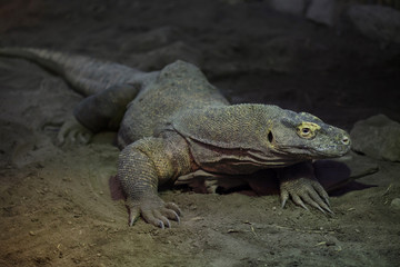 Komodo dragon (Varanus komodoensis)