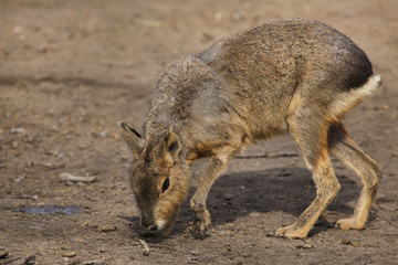 Patagonian mara (Dolichotis patagonum)