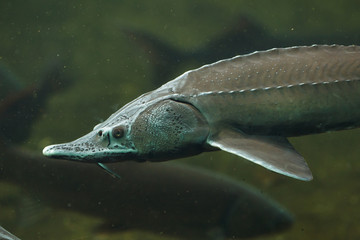 Siberian sturgeon (Acipenser baerii)