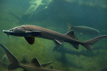 Siberian sturgeon (Acipenser baerii)