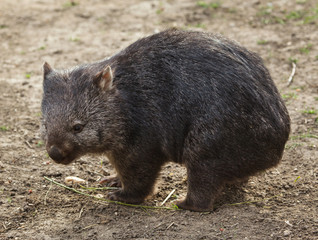 Common wombat (Vombatus ursinus).