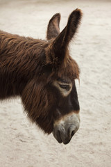 Poitou donkey (Equus asinus asinus)