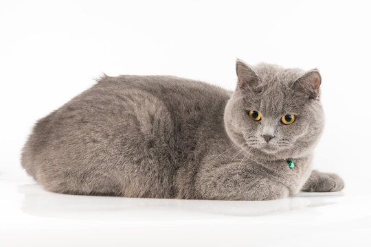 young british shorthair cat
