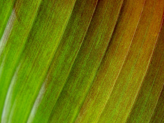 Detail von Bananen-Blatt mit rot-grünem Farbverlauf