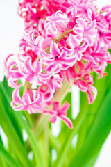 Obraz premium pink hyacinths on white background 