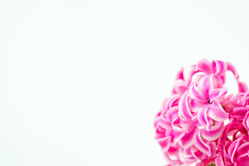 Obraz premium pink hyacinths on white background 