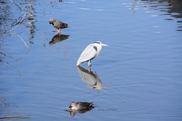 A heron and ducks in the river