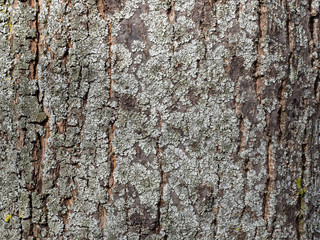 Detail von Baumrinde mit Flechten