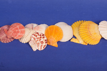 sea shells on a blue background