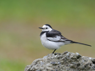 White wagtail, Motacilla alba