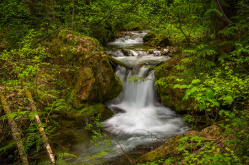 Obraz premium Forest Waterfall