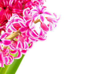 pink hyacinths on white background
