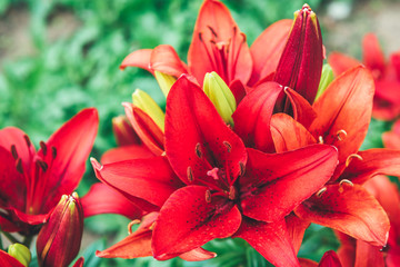 Red lilies in garden