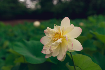 blooming sacred lotus flower. space for copy.