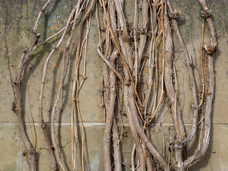 Kahle Äste vor Sandsteinwand