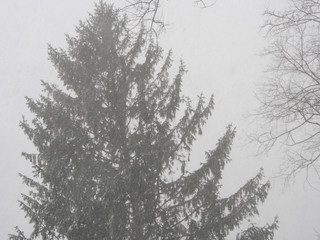 silhouetted fir tree in the blizzard