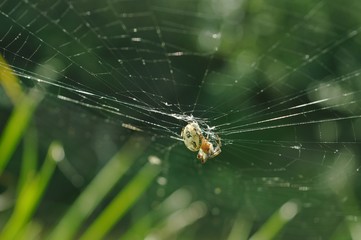 The spider on the web