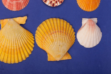 sea shells on a blue background