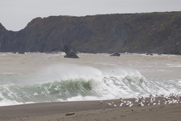 Swirling waves on River end. The Russian river coloring brown the Pacific ocean after rain....