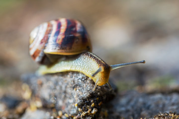 closeup grape snail crawl on the stone