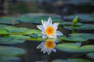 closeup beautiful white water lily floating in the water