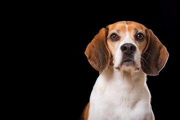 Adult beagle dog on black background