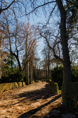 Fototapeta premium Park Road