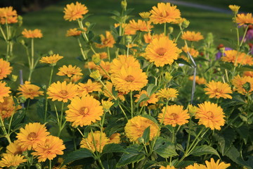 yellow flowers in garden