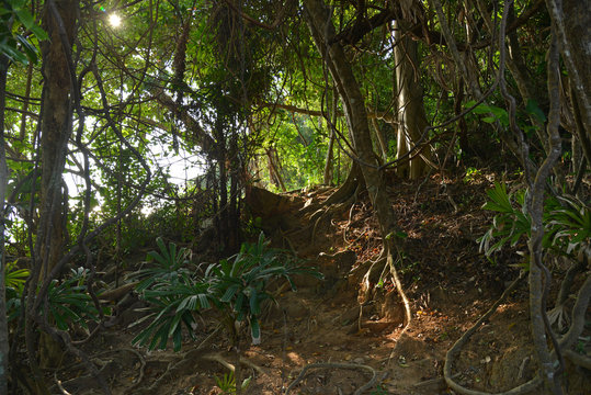 Fototapeta Sunlight in the jungle