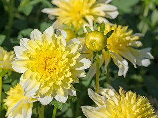 Gelbe Dahlien, Dahlias