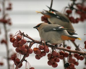 bird on branch