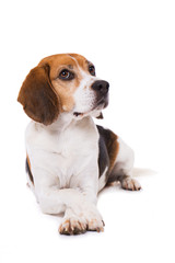 Adult beagle dog isolated on white background