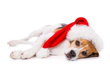 Beagle dog with christmas hat lying exhausted on the side isolated on white background