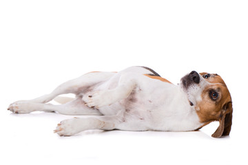 Lying beagle dog looking up isolated on white background