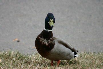 duck