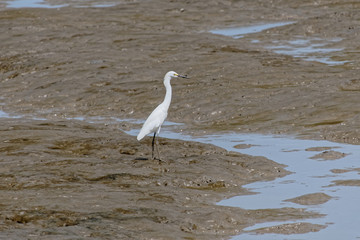 Aigrette neigeuse sur la vase à marée basse de l'océan Atlantique à Cayenne - Guyane française