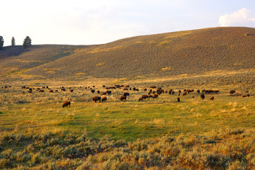 View of a herd of bison in the grass in the Lamar Valley in Yellowstone National Park