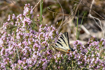 Segelfalter besucht nektarspendende Blüten © Bruno Mader