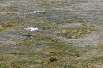 Bécasseau Sanderling sur une plage de Cayenne à marée basse. Guyane française