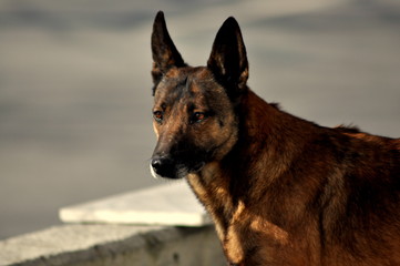 german shepherd dog on the beach