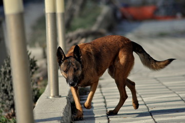 dog on beach